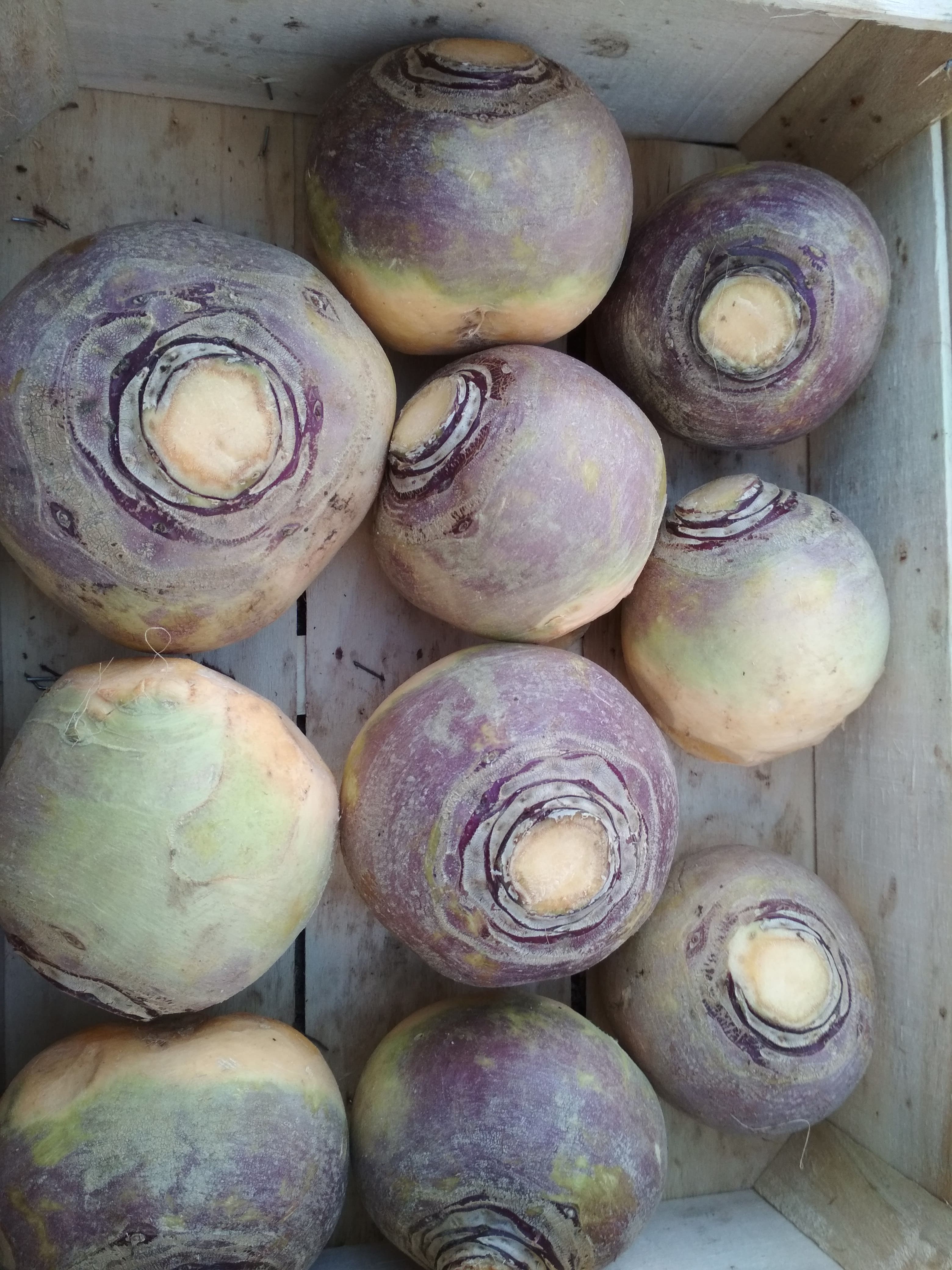 Rutabaga 5kg